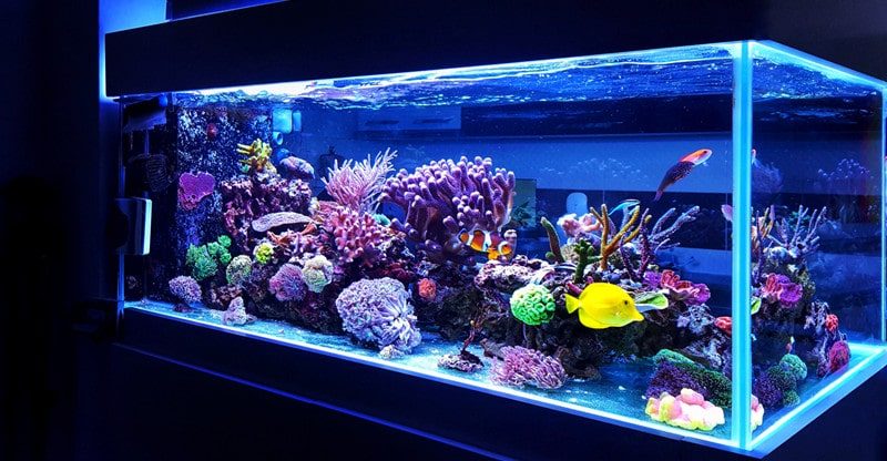 Distinctive and Fascinating Additions to Your Fish Tank