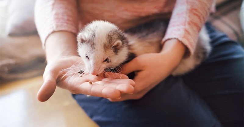 Selecting A Pet: What Are The Greatest Pets To Personal?