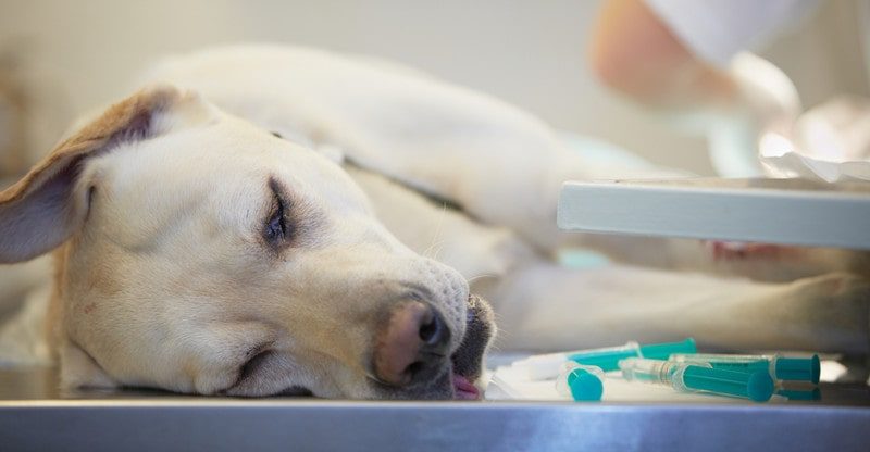 What Can the Coloration of a Canine’s Vomit Inform You