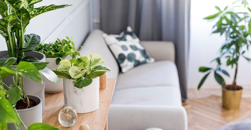 Decor with Vegetation: Methods to Create a Miniature Jungle in Your Residence