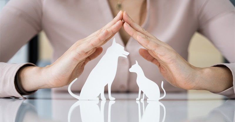Do Pet Insurance coverage Corporations Cowl Pre-Current Situations?