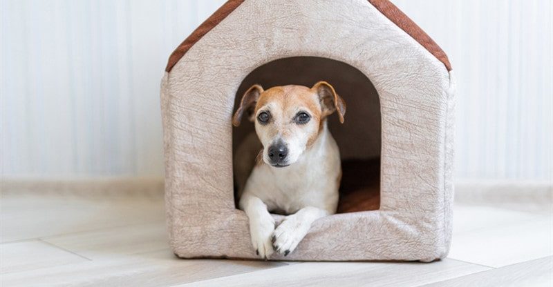 The Final Information of Canine Home Designs and  Perceive Them