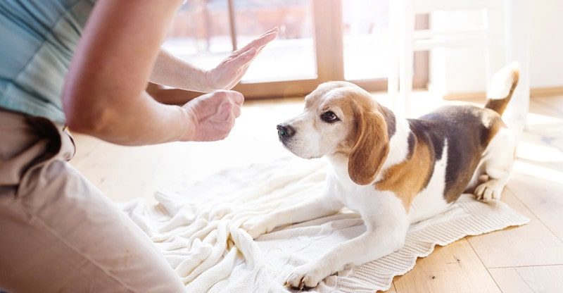 5 Easy Canine Coaching Suggestions for New Homeowners