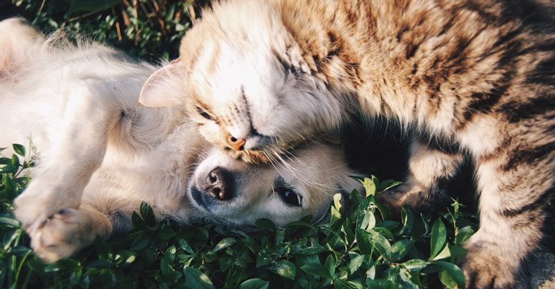 A Pet Insurance coverage Comparability Information: Prime Recommendations on Selecting the Proper Match