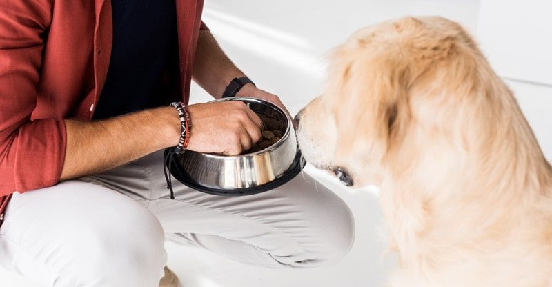 The Execs and Cons of 4 Fashionable Canine Meals