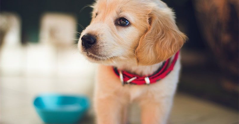 Pet Parenting: Every part You Want To Know