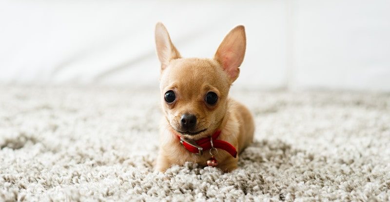 The best way to Practice a Chihuahua: Six Important Ideas for a Nicely-Behaved Pet