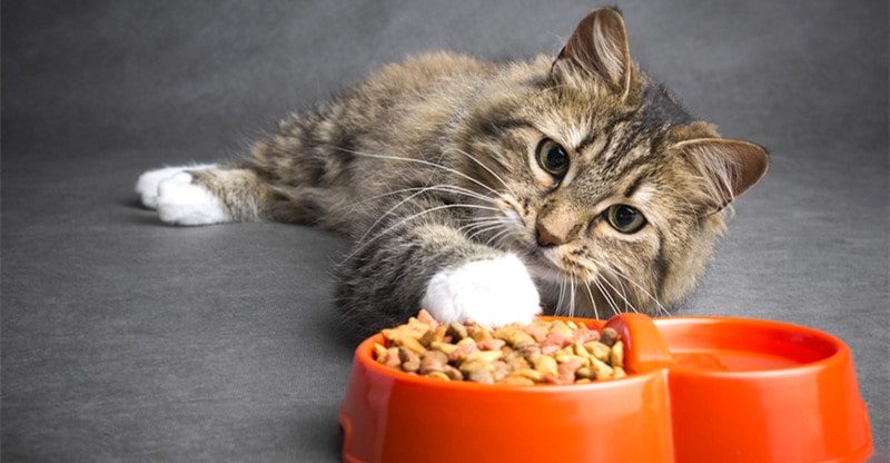 Why Ziwi Peak Cat Meals May Be an Glorious Selection for Your Fluffball